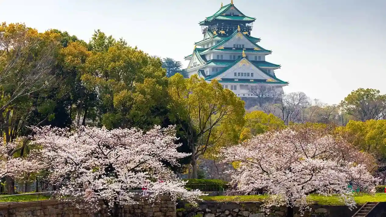 ชมซากุระที่ปราสาทนาโกย่า (Nagoya Castle)